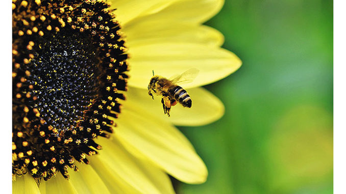 Bienenfreundlich
