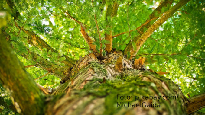 Baum von unten_4
