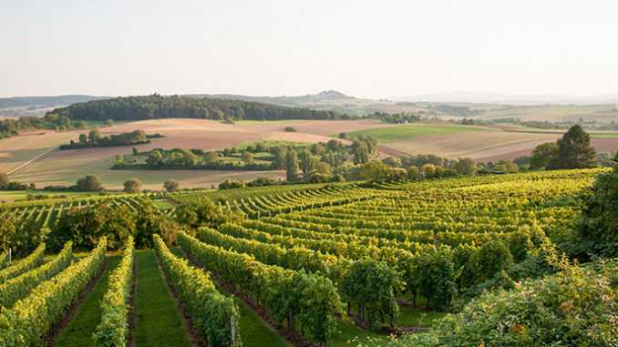 vinum_autmundis