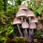 Pilze und Waldbewirtschaftung