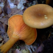 Pilze im Fokus: Von der Biodiversität bis zur Nachhaltigkeit - Einführung in die Pilzkunde