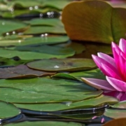 Die Weisheit Krishnamurtis (Eine spirituelle Begegnung im Tempel)