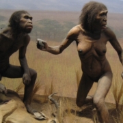 „Ein Fressen unter Geiern“ – als die Menschen begannen, Fleisch zu essen