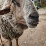 🐑 Schur Fest